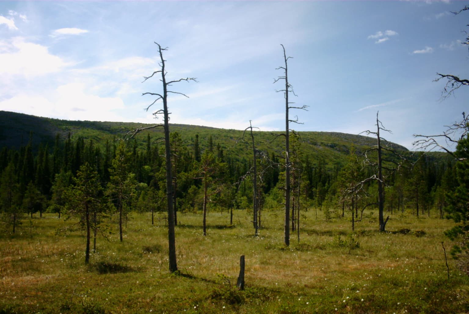 Grassy field with scattered leafless and coniferous trees, forested hills under a partly cloudy sky