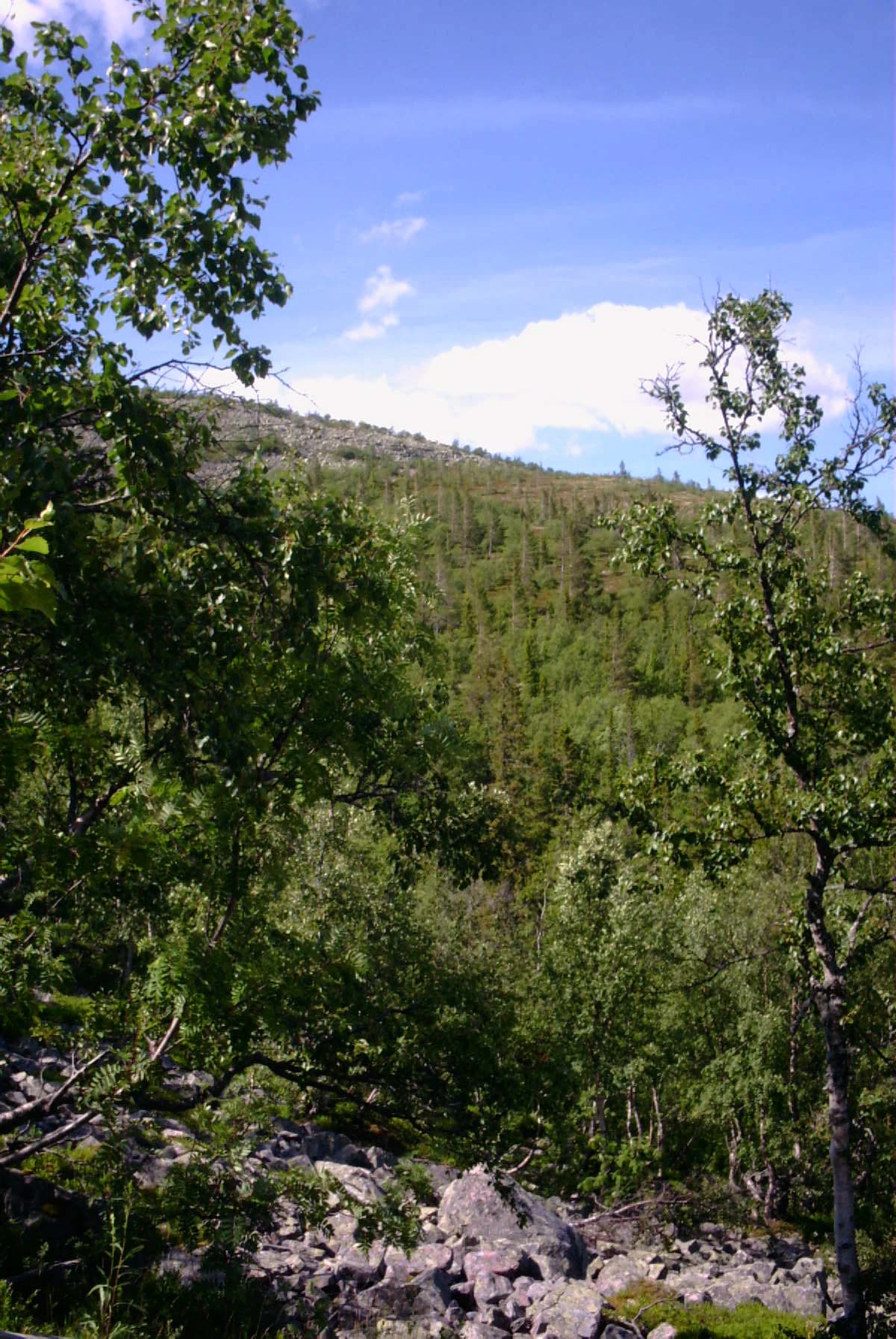 Green forested hills with scattered rocks and trees under a blue sky with clouds