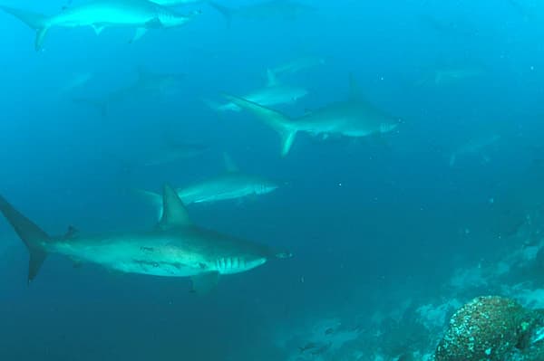 Underwater scene showing multiple hammerhead sharks swimming in blue water with rocky seabed in background