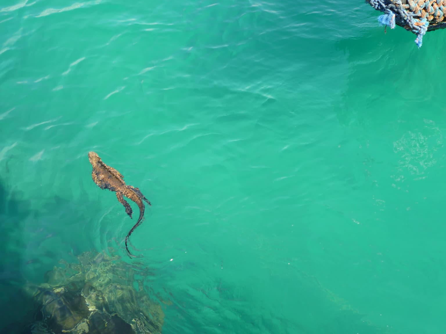 Marine iguana (Amblyrhynchus cristatus) swimming in clear turquoise water with rocky seabed visible
