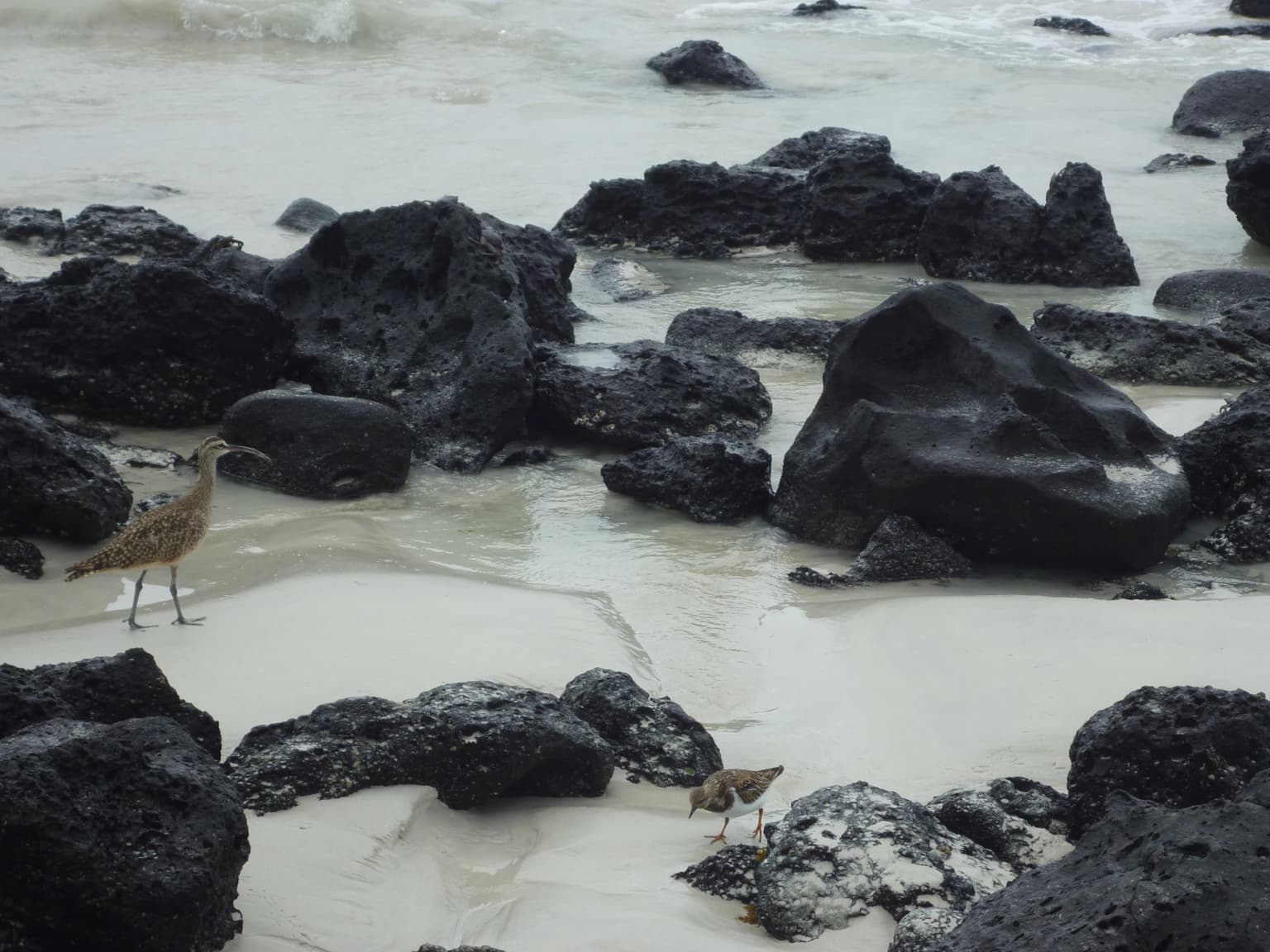 Two birds walking on a sandy beach with dark volcanic rocks and shallow water