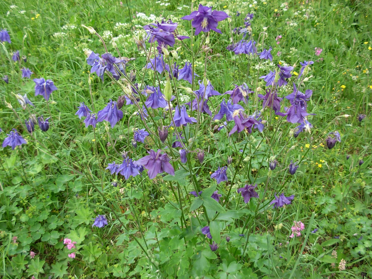 Close-up of purple flowers with green foliage in a meadow