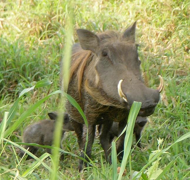 Adult warthog with prominent tusks standing in tall grass with a warthog piglet partially visible behind it