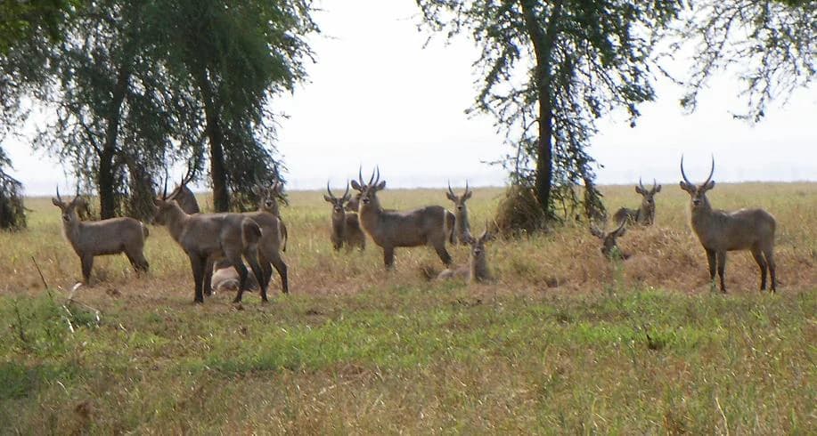 Waterbucks standing in a grassy savanna landscape with scattered trees