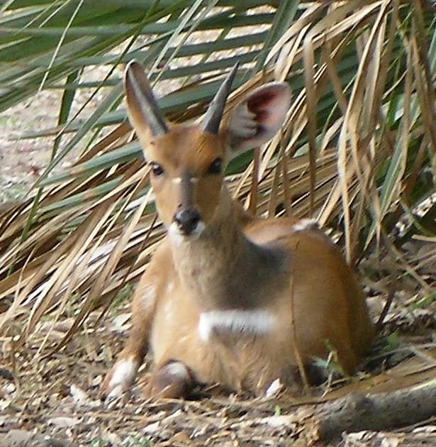 A young bushbuck with small horns resting on the ground among dry grass and palm fronds.