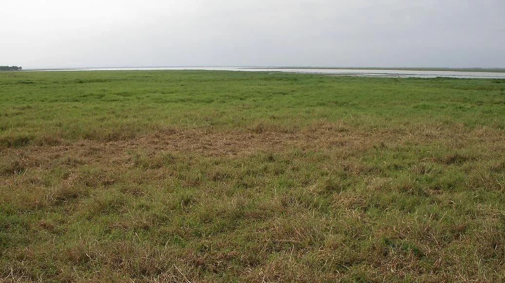 Wide grassy field with patches of brown and green vegetation extending to a distant water body under overcast sky