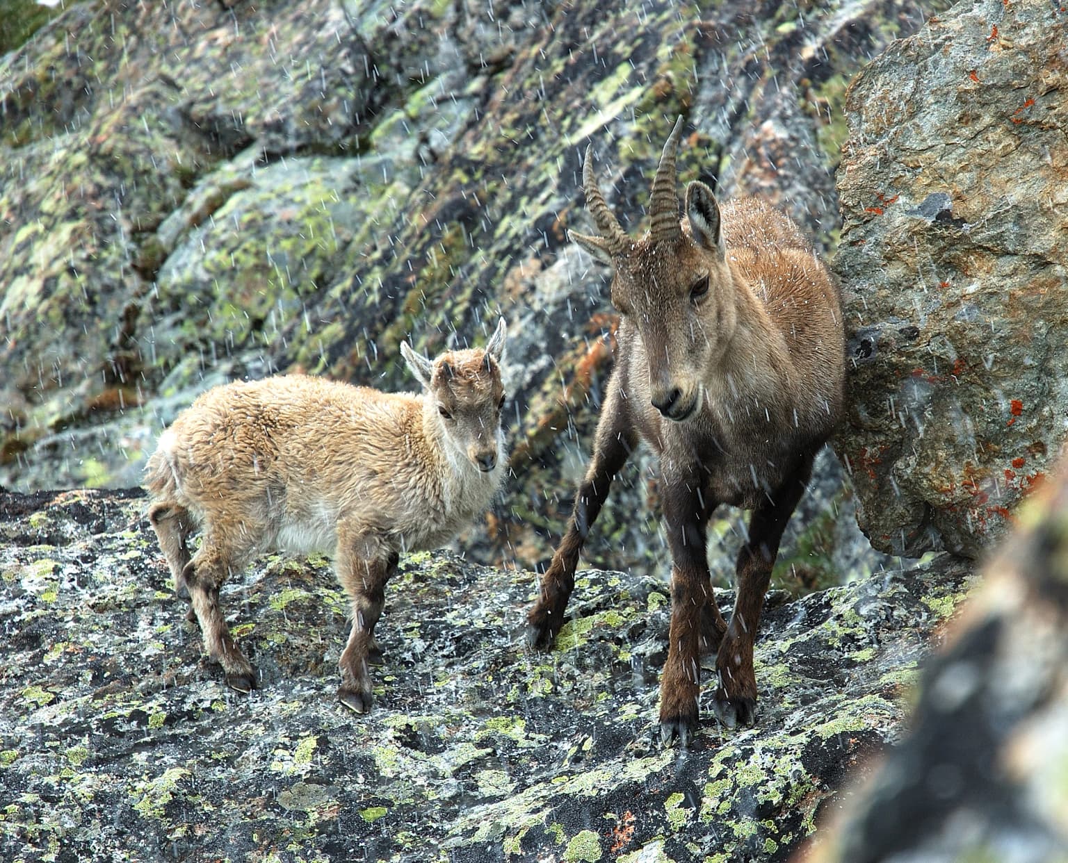 Two ibexes, an adult and a young one, on a rocky mountain slope with moss-covered rocks