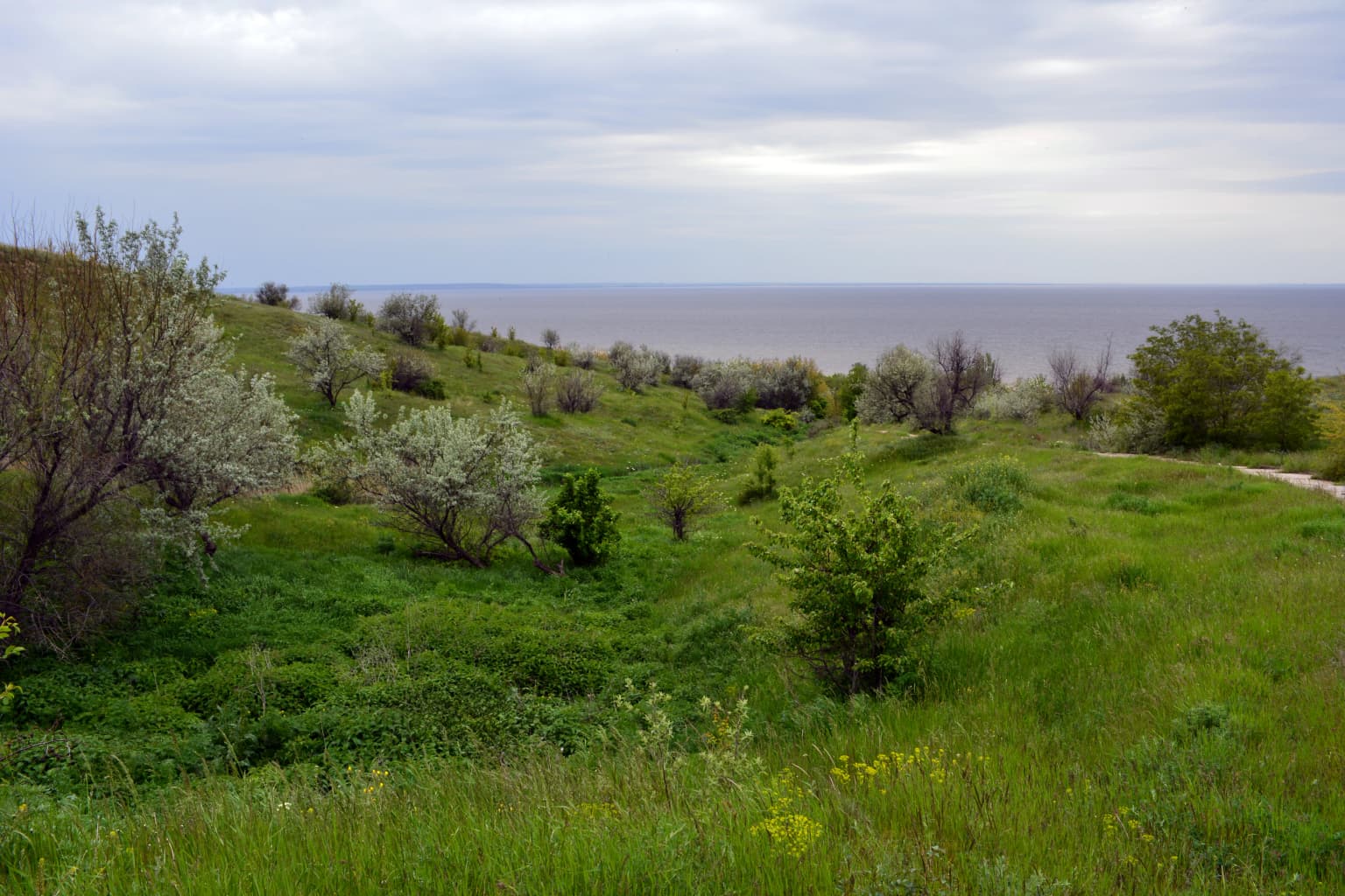 Grassy hillside with scattered trees and shrubs leading to the Kakhovka Reservoir under an overcast sky