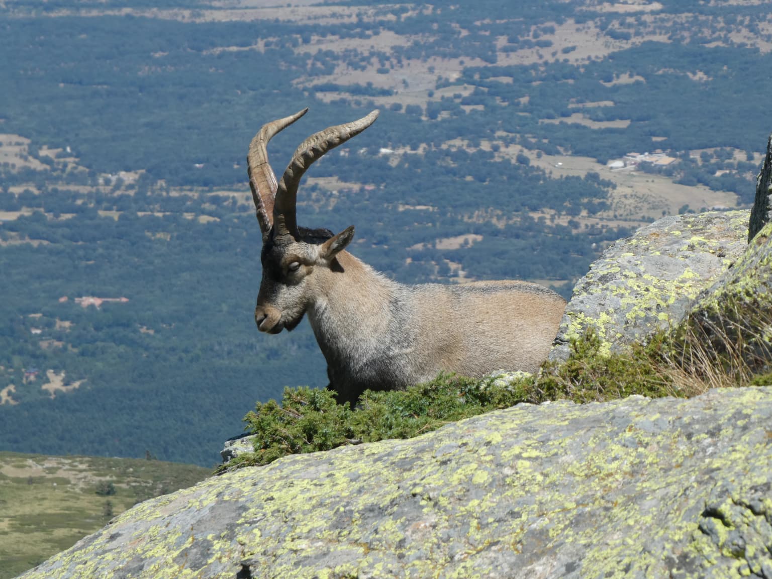 Iberian ibex standing on a rocky outcrop with green vegetation and mountainous landscape in background