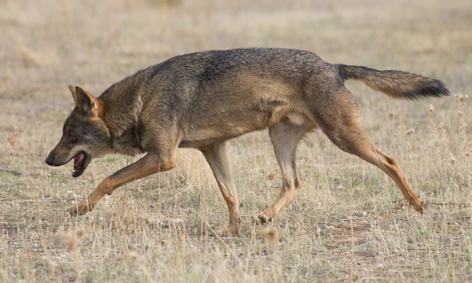 Iberian wolf (Canis lupus signatus) running on dry grass