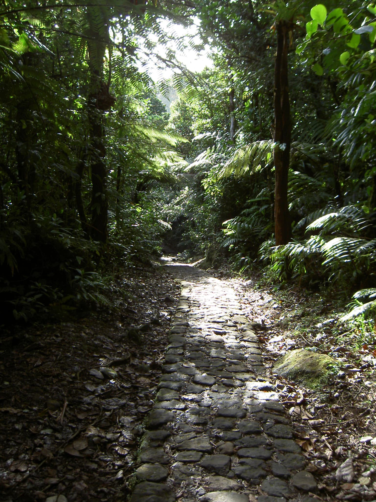 Stone-paved trail surrounded by lush green tropical forest with sunlight filtering through the canopy