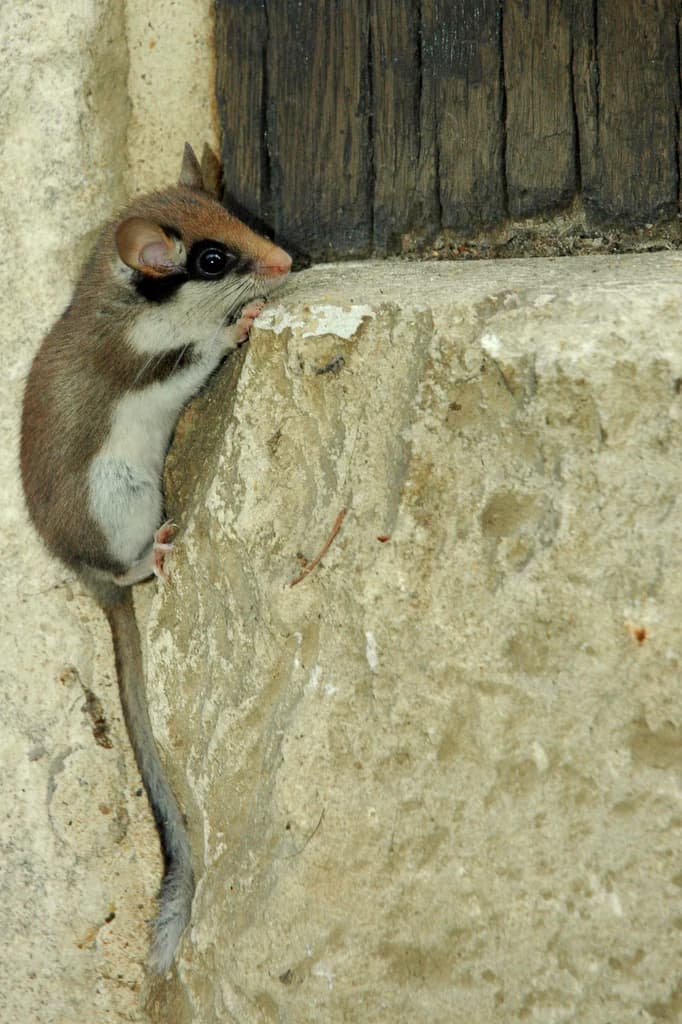 A garden dormouse with brown and white fur, black eyes, and a long tail clinging to a textured stone wall next to a dark wooden plank