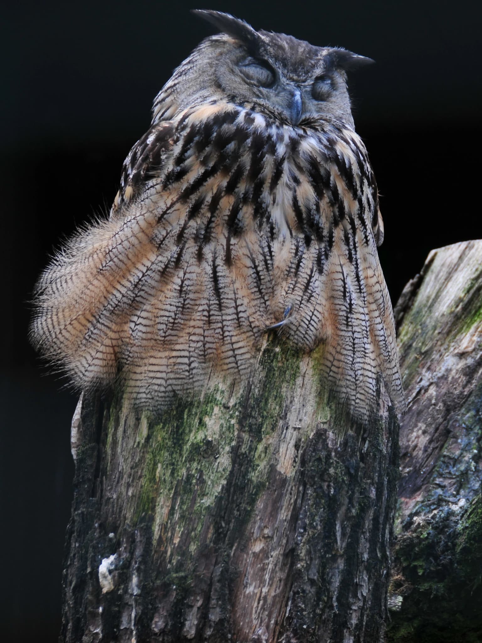 A sleeping Eurasian eagle-owl with brown and black striped feathers resting on a mossy tree trunk against a dark background