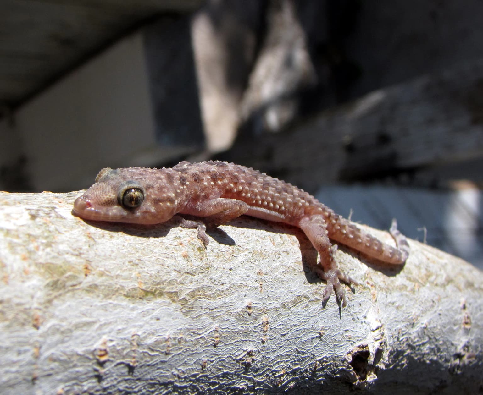 A Mediterranean house gecko resting on a light-colored tree branch with visible texture and small holes