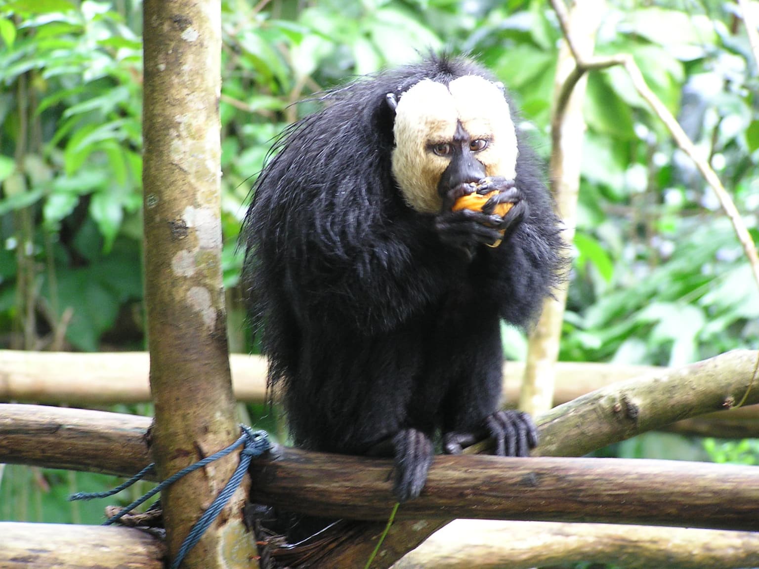 A White-faced Saki-Monkey with black fur and a white face eating an orange fruit while perched on a wooden structure in a lush green forest.