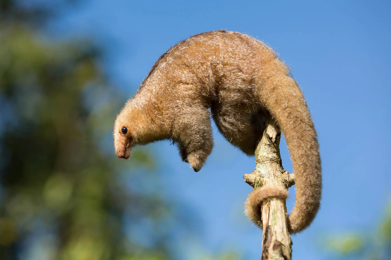 Silky Anteater (Cyclopes didactylus) with brown fur clinging to a tree branch against a blue sky background