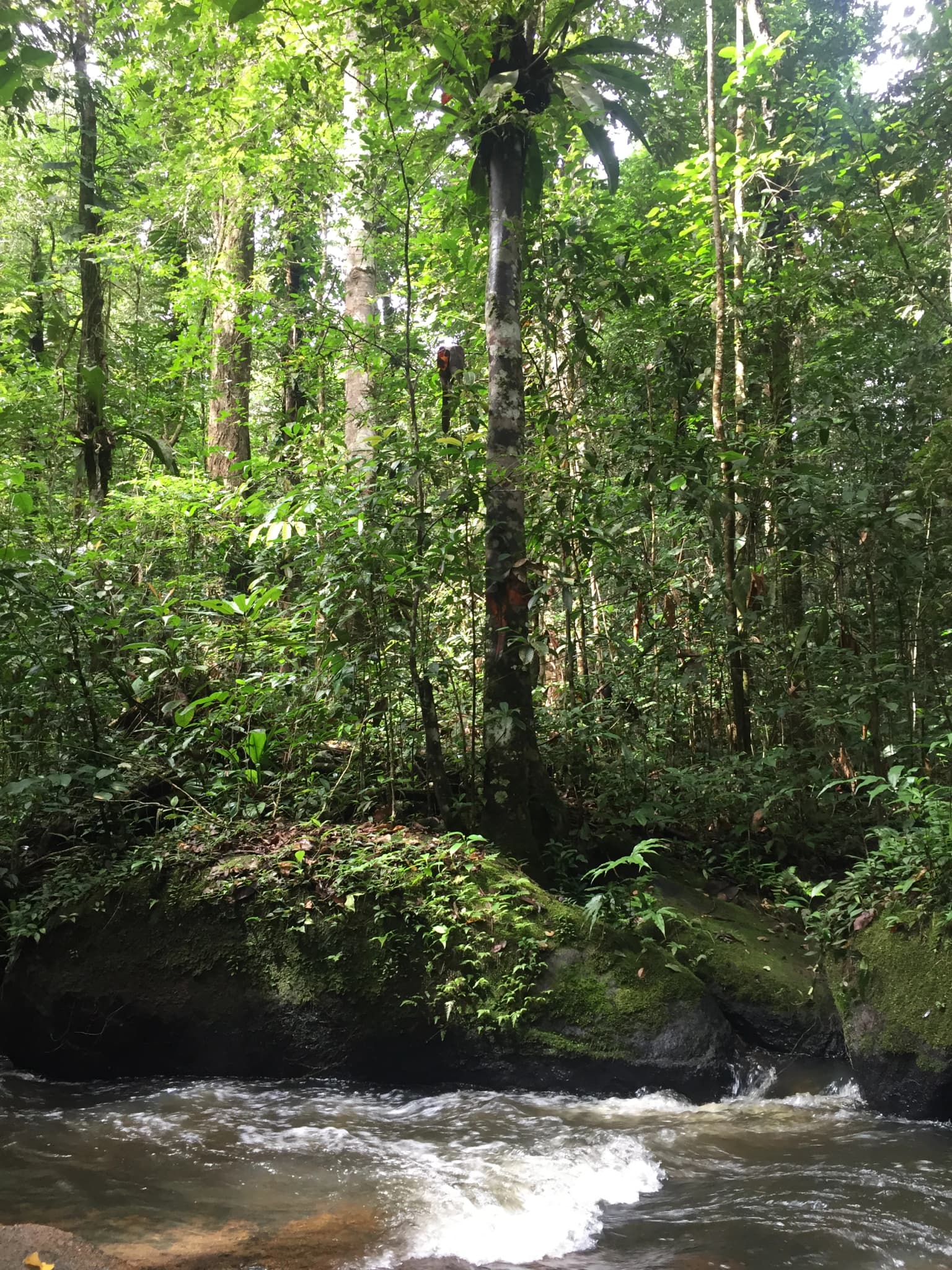 A river with white water flows through a dense, lush green rainforest with tall trees and moss-covered rocks
