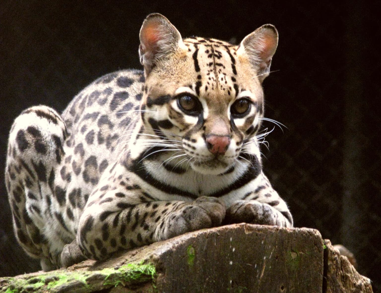 Ocelot with spotted coat lying on a moss-covered log