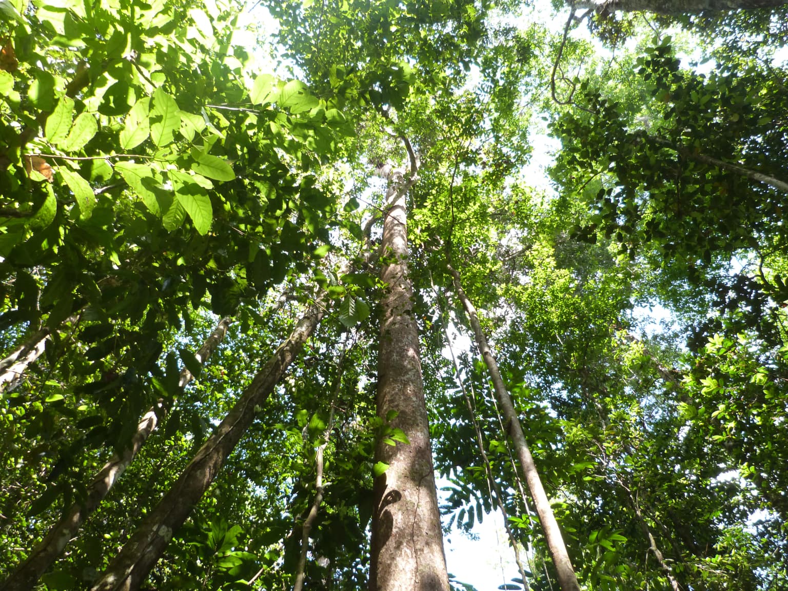 Tall rainforest trees with dense green foliage forming a canopy, sunlight filtering through leaves