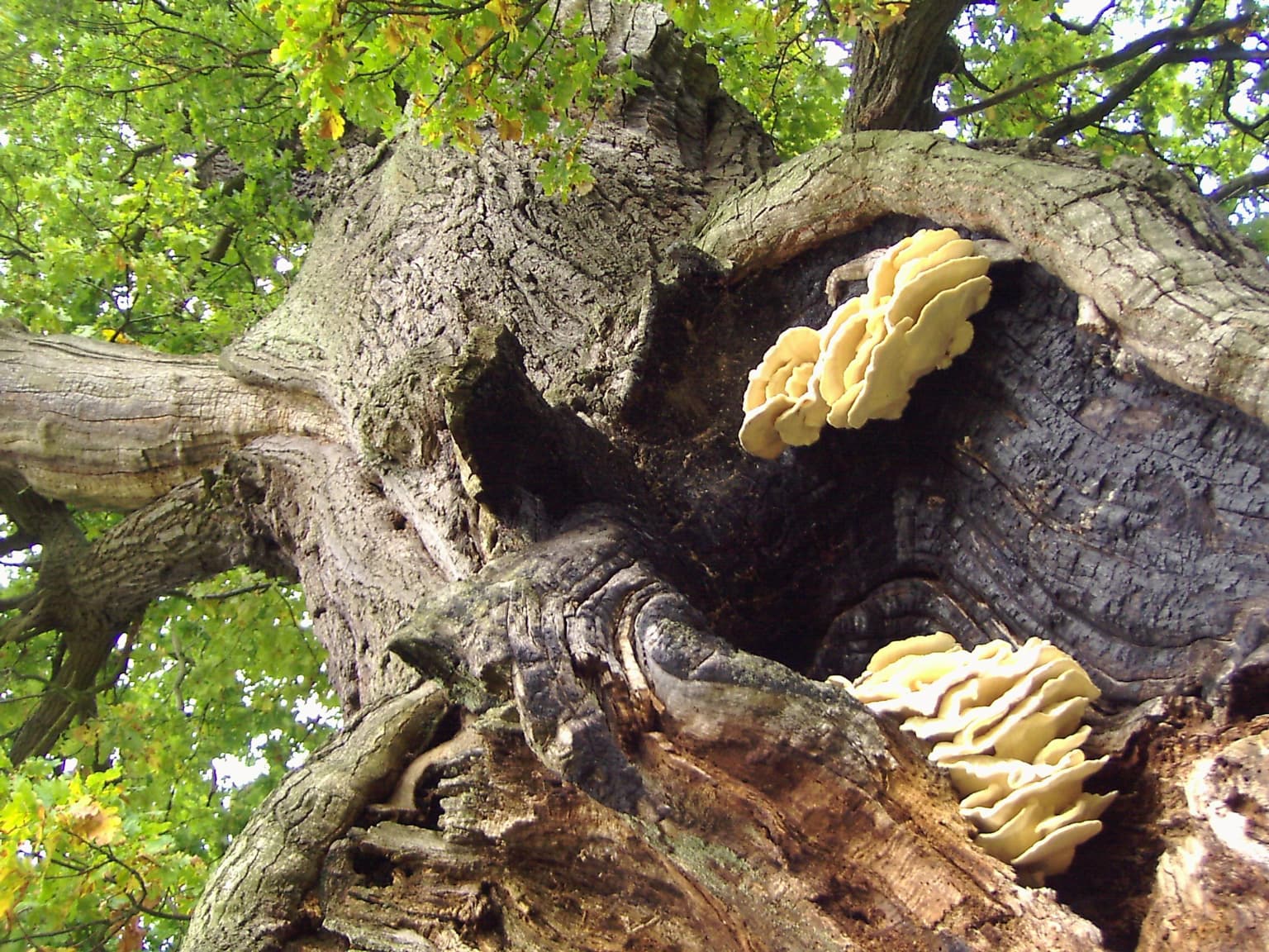 Close-up view of a large oak tree trunk with yellow fungi growing on its surface