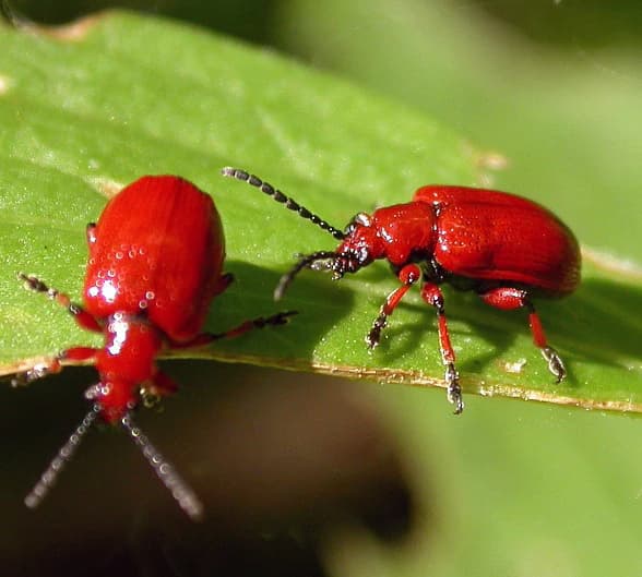 Two red beetles on a green leaf