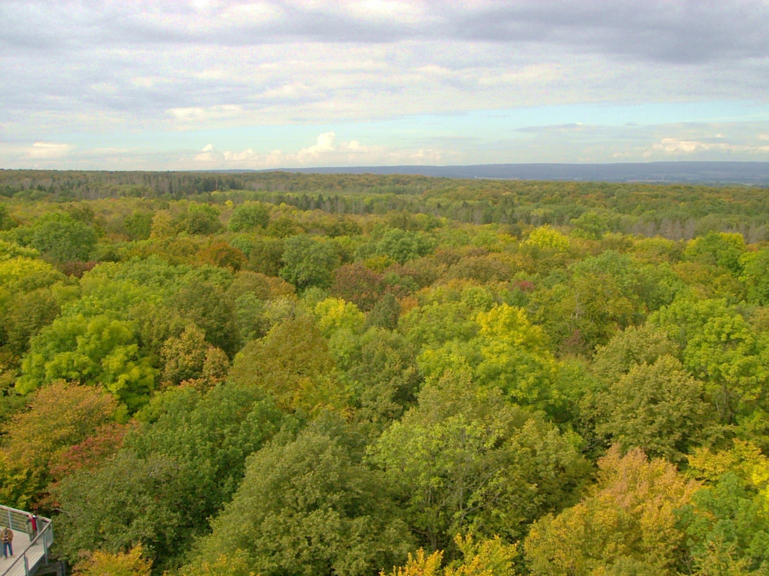 Aerial view of dense forest with green and yellow foliage under a partly cloudy sky, with a small section of a walkway visible on the left.
