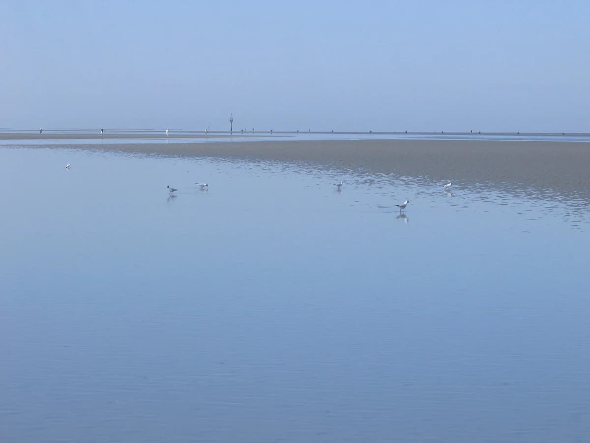 Tidal flats with birds in the Hamburg Wadden Sea National Park
