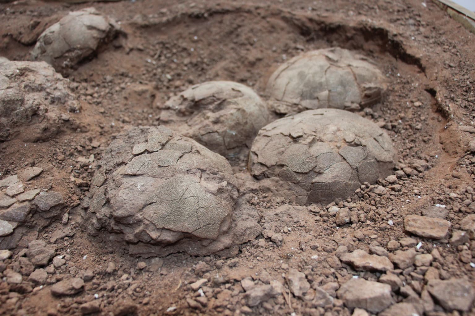 Close-up of fossilized egg shells and nest structure in a dirt excavation site