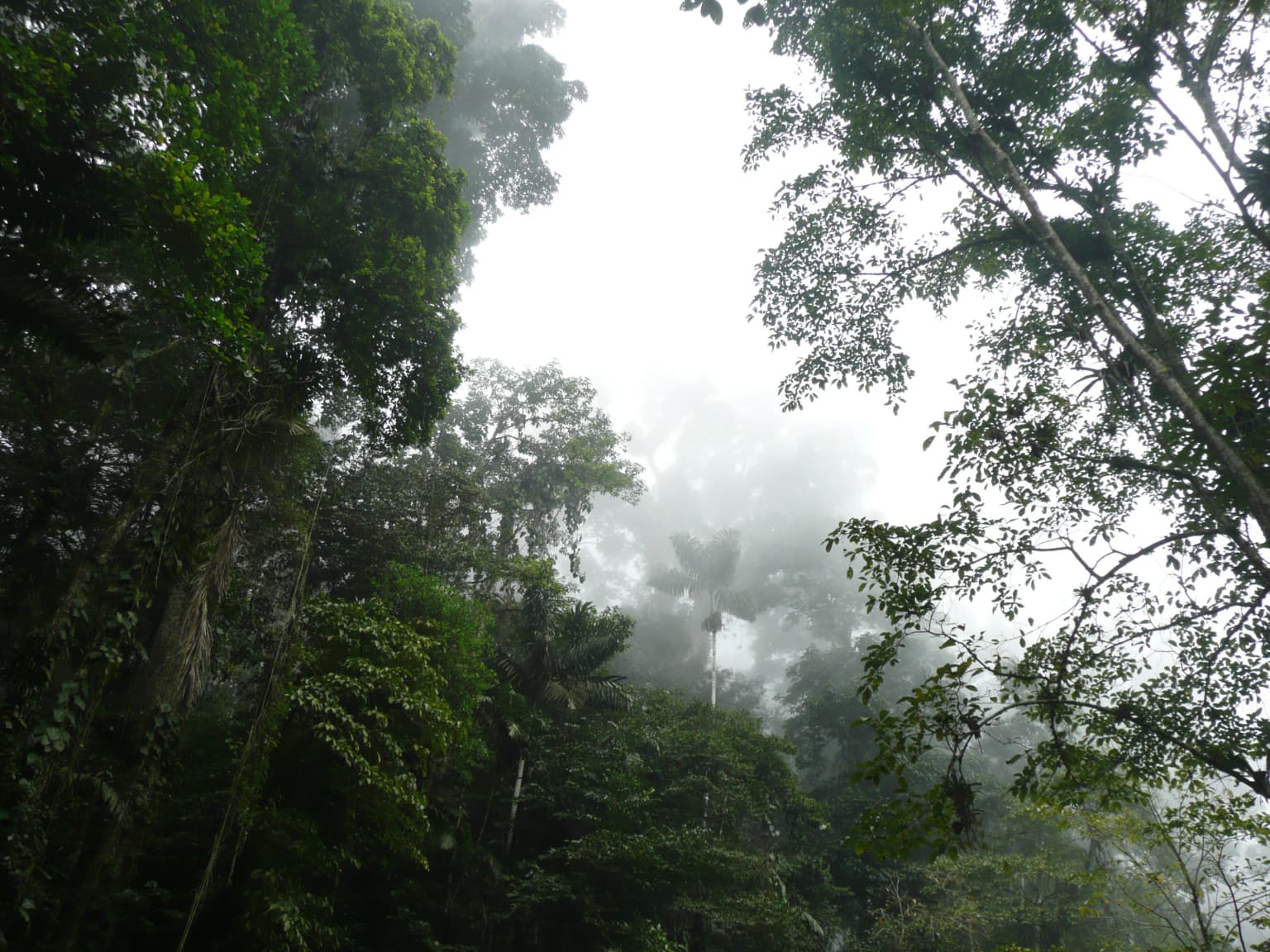 Bosque denso de dosel verde con niebla ocultando el fondo