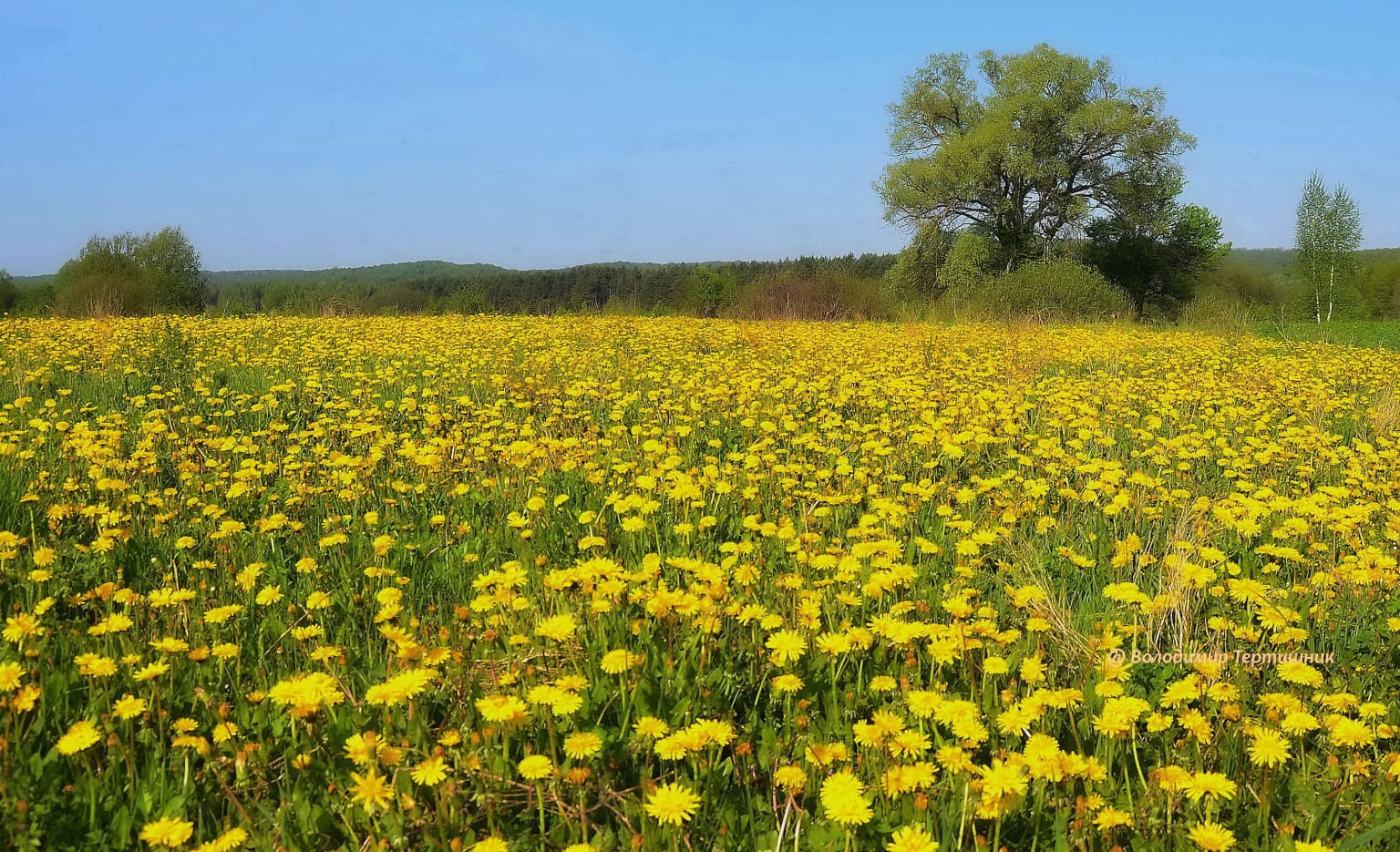 A field of yellow wildflowers under a clear blue sky with a tree in the background