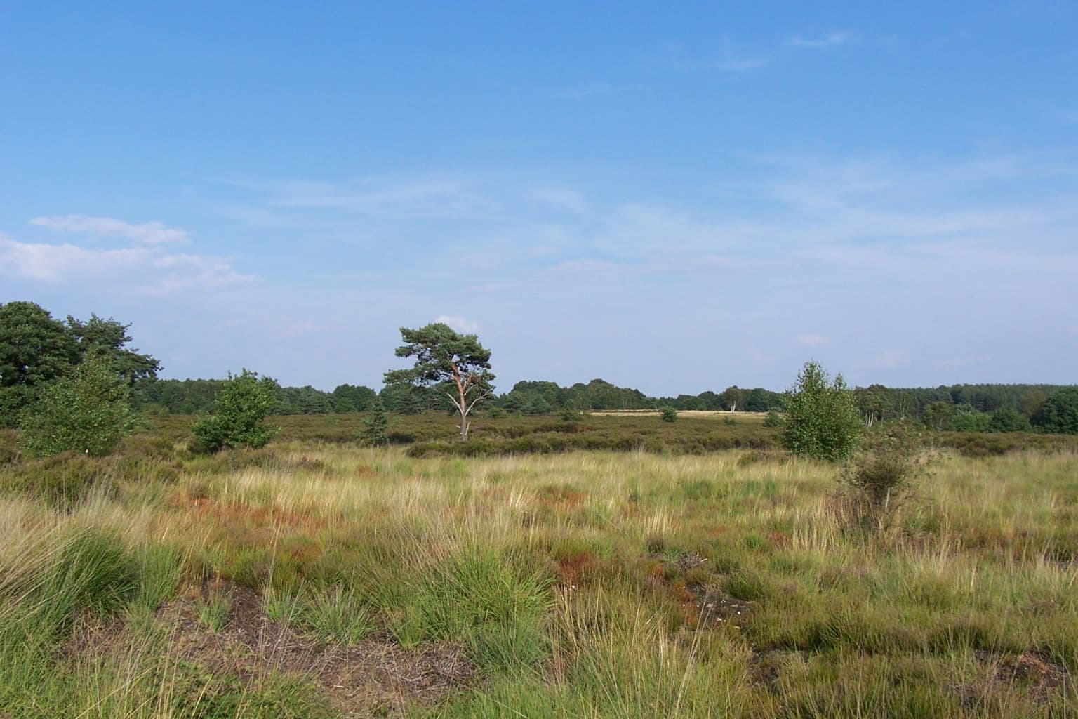 Grassy heathland field with scattered trees and a clear blue sky