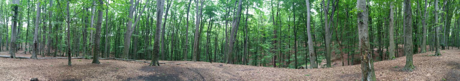 Panoramic view of Holosiiv National Nature Park showing tall trees, a fallen tree, and a dirt path.