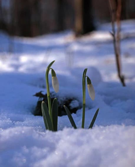 Two snowdrop flowers with green stems and leaves growing through snow in a forest setting