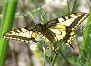 Yellow and black swallowtail butterfly resting on a white flower with green foliage
