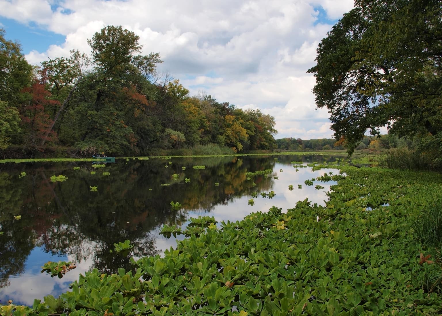 A lake with floating green aquatic plants reflecting trees and a partly cloudy sky