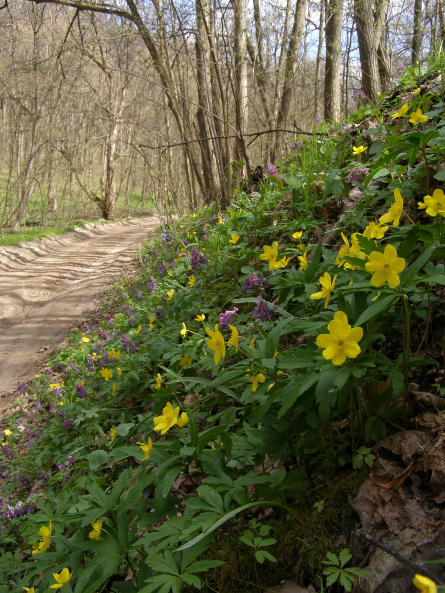 Dirt road in forest with yellow and purple wildflowers, trees in background.