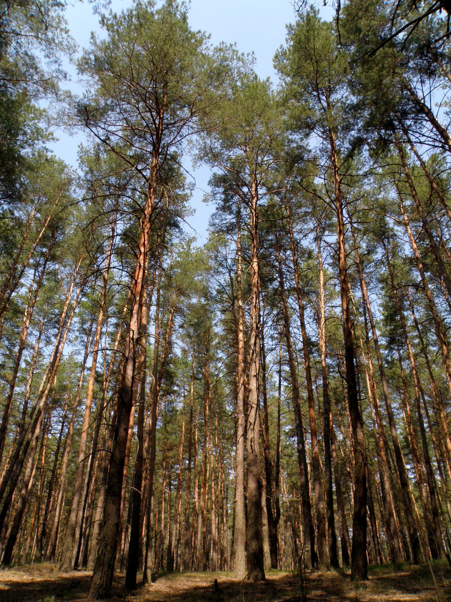 Tall pine trees in a forest with a clear blue sky