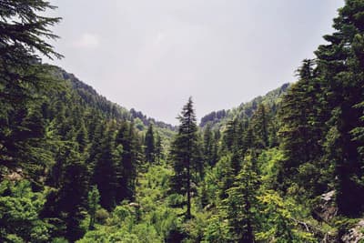 Wide landscape of dense green forest with tall cedar trees, mountain slopes in the background, and clear sky