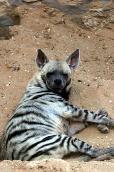 Striped hyena lying on sandy ground with visible black and white stripes and upright ears