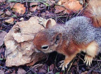 A gray and brown squirrel standing on a rock with forest debris and leaves around it