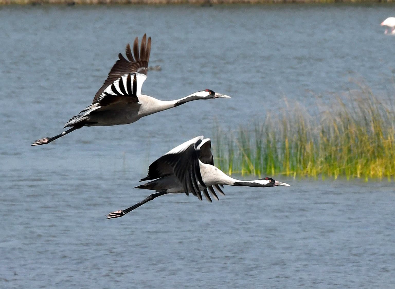 Two cranes flying over water with tall grasses in the background