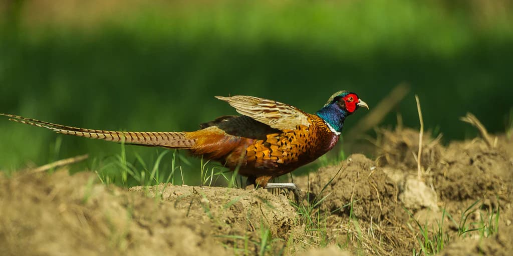 Ring-necked Pheasant standing on grassy terrain with a blurred green background