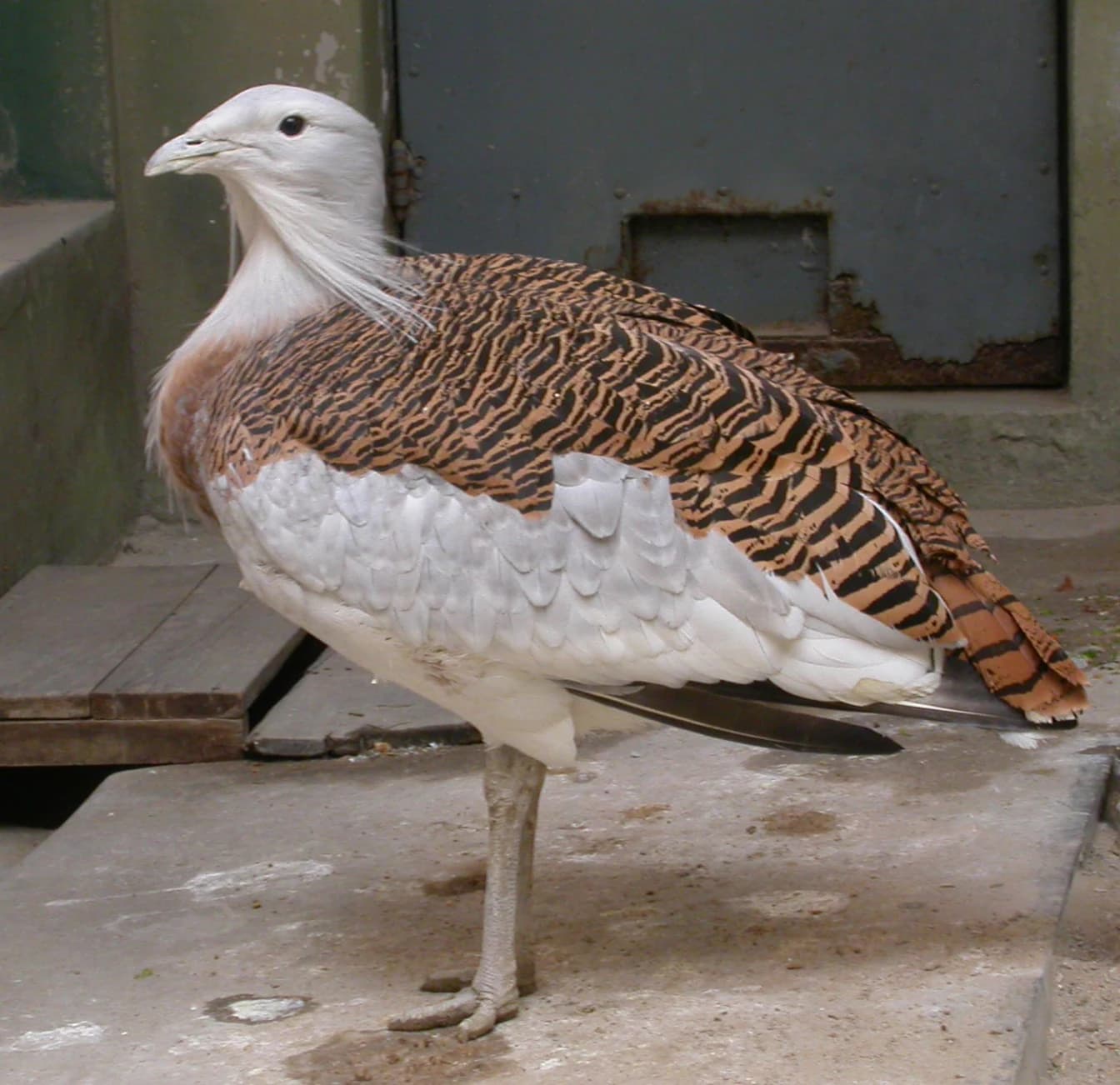 Great Bustard bird with brown and black striped pattern on back, white underparts, and long legs standing on concrete surface