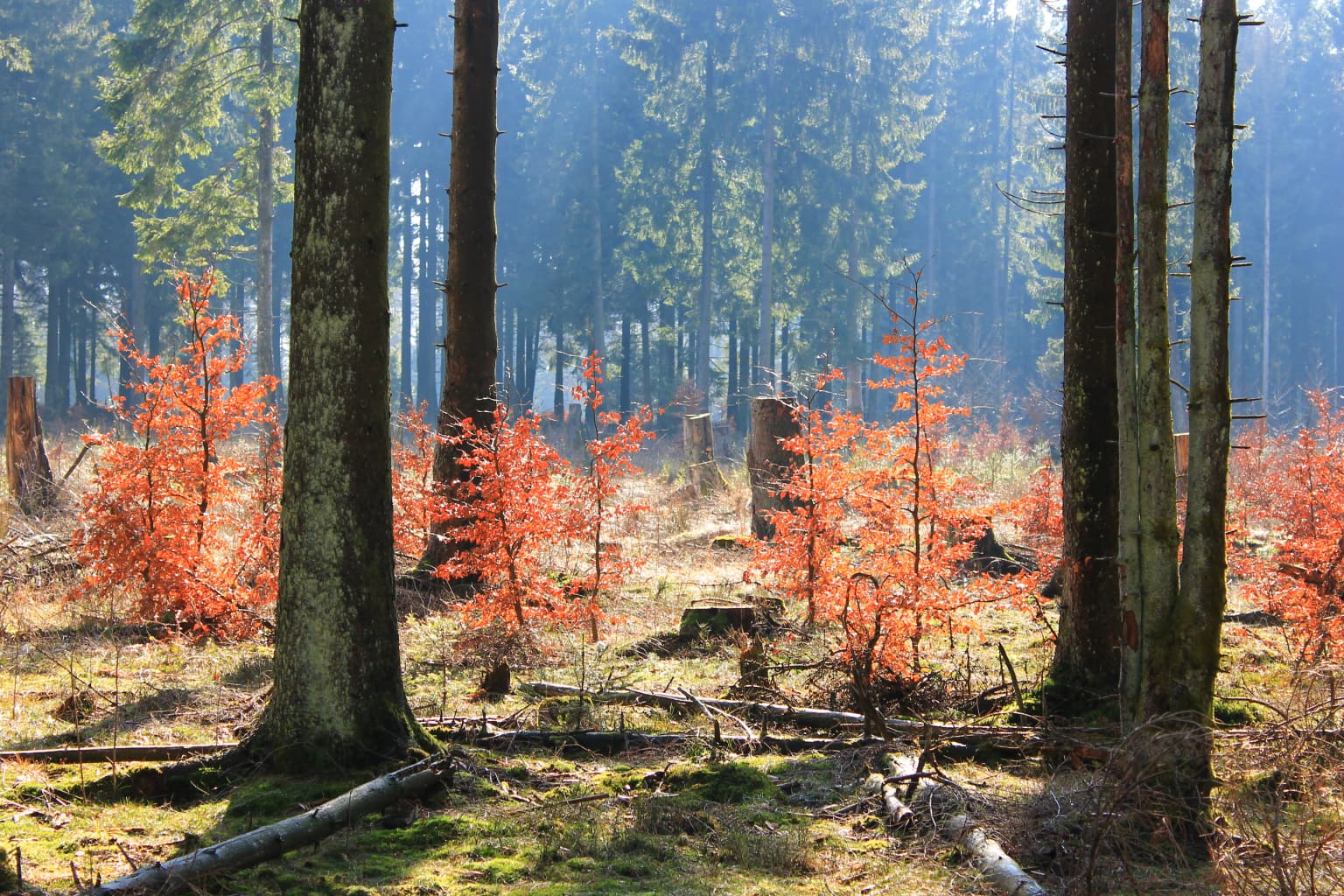 Forest scene with tall trees, young beech trees with orange autumn foliage, and sunlight filtering through the canopy