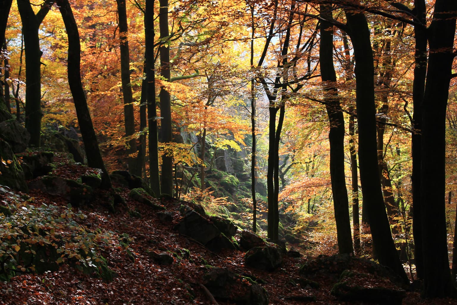 Sunlight filtering through autumn-colored beech trees in a forest with fallen leaves and rocks on the ground