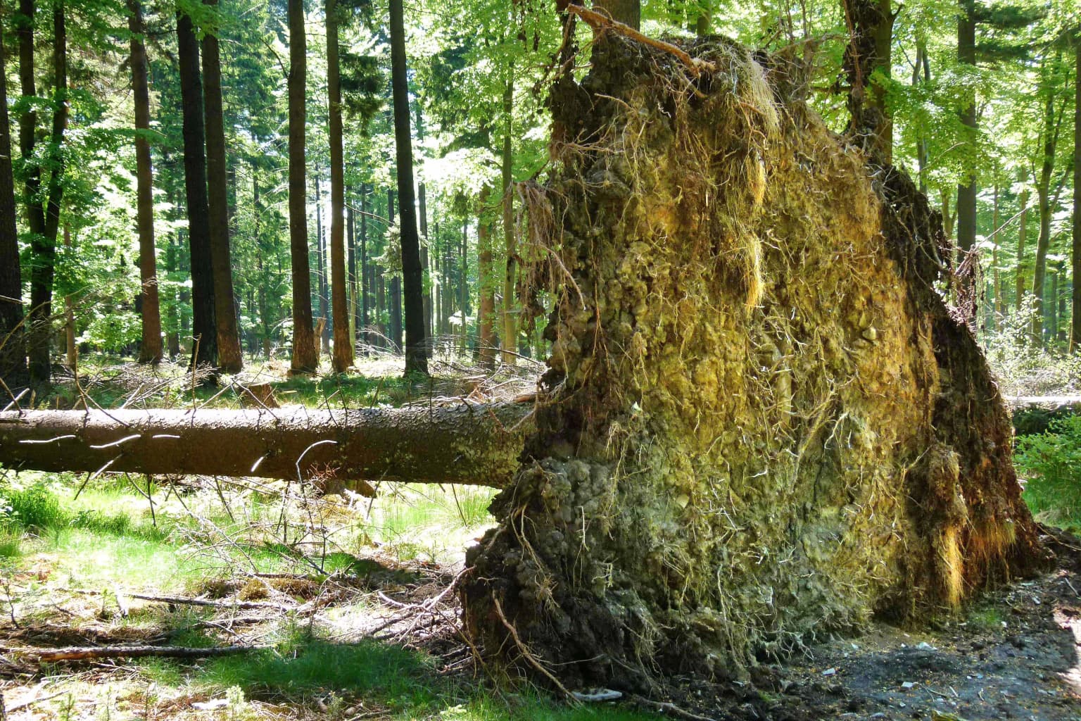 Fallen tree with exposed roots and moss-covered trunk in a forested area