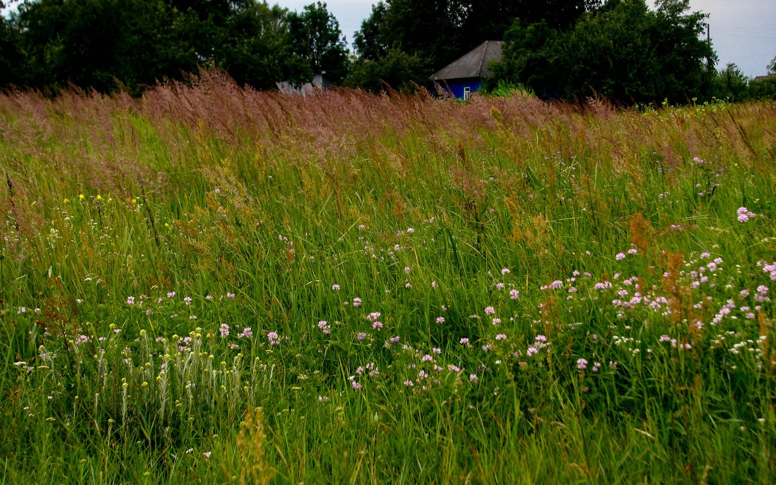 Green meadow with tall grasses and wildflowers, distant blue house, trees in background