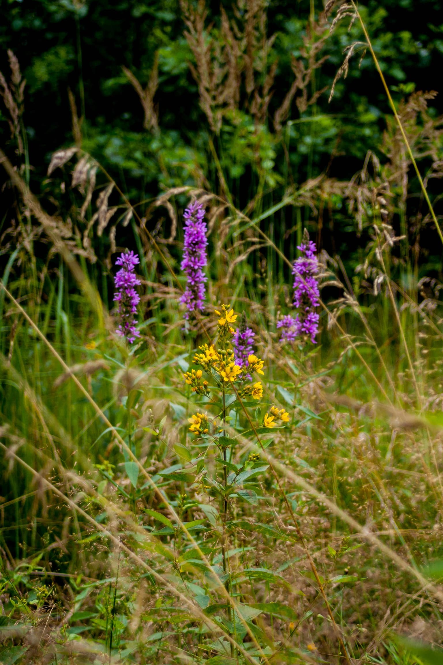 Tall grasses and purple and yellow wildflowers in a meadow setting