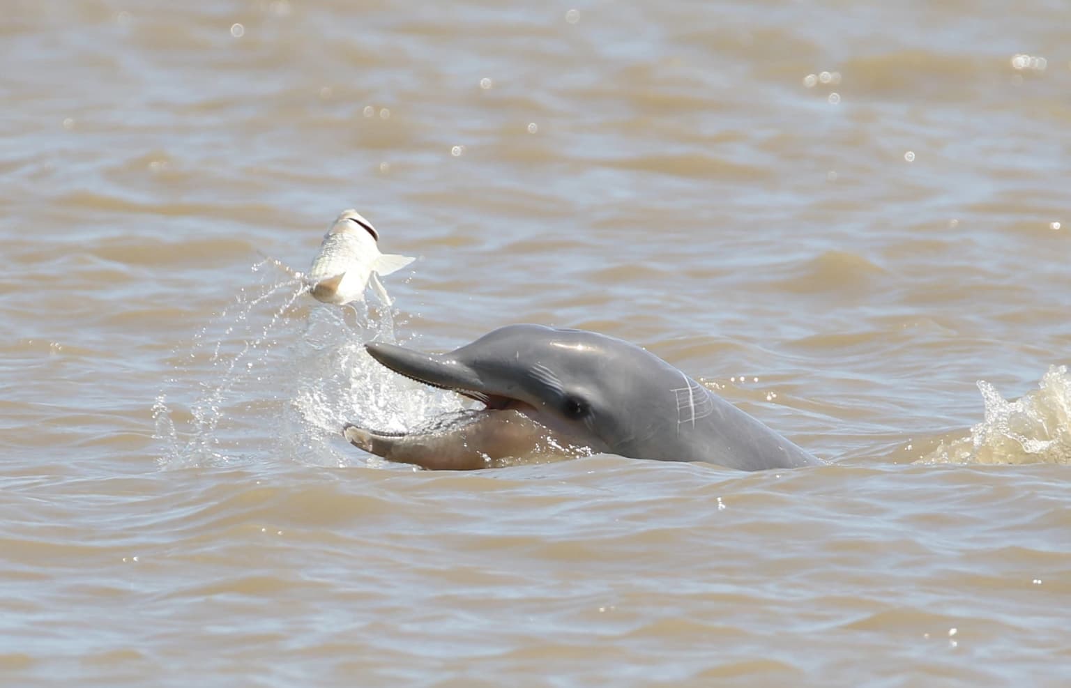 A dolphin emerging from brownish water catching a fish