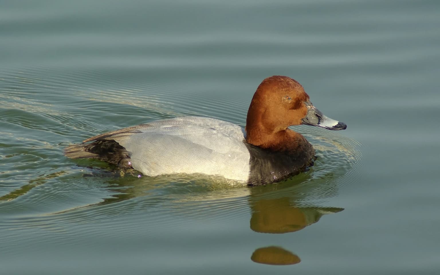 A brown-headed duck with white body and dark wings swimming in greenish water